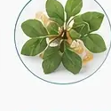 Boswellia Serrata Extract
